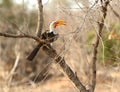 Southern Yellow Billed Hornbill Royalty Free Stock Photo