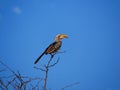 Southern Yellow-billed hornbill, Kruger National Park, South Africa Royalty Free Stock Photo