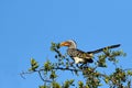 Southern Yellow-billed hornbill, Kruger National Park, South Africa. Royalty Free Stock Photo