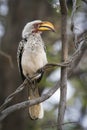 Southern yellow-billed hornbill in Kruger National park Royalty Free Stock Photo