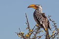 Southern yellow-billed hornbill, Namibia