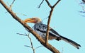 Southern Yellow Billed Hornbill perched on a dead tree branch Royalty Free Stock Photo