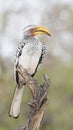 Southern yellow-billed hornbill perched on dead tree Royalty Free Stock Photo