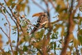 Southern yellow-billed hornbill perched in tree Royalty Free Stock Photo