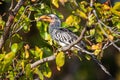 Southern yellow-billed hornbill sitting in the Mopane trees