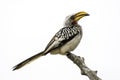Southern Yellow-Billed Hornbill - South Africa Photo Safari