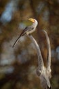 Southern Yellow-billed Hornbill, Tockus leucomelas, bird with big bill in the nature habitat with evening sun, sitting on the bran