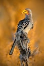 Southern Yellow-billed Hornbill, Tockus leucomelas, bird with big bill in the nature habitat, evening sun, sitting on the branch,