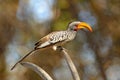 Southern Yellow-billed Hornbill, Tockus leucomelas, bird with big bill in the nature habitat with evening sun, sitting on the bran Royalty Free Stock Photo