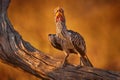 Southern Yellow-billed Hornbill, Tockus leucomelas, bird with big bill in the nature habitat with evening sun, sitting on the Royalty Free Stock Photo