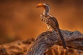 Southern Yellow-billed Hornbill, Tockus leucomelas, bird with big bill in the nature habitat with evening sun, sitting on the Royalty Free Stock Photo