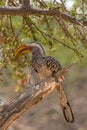 Southern yellow-billed hornbill, Tockus leucomelas, on a branch, Namibia Royalty Free Stock Photo