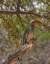 Southern yellow-billed hornbill, Tockus leucomelas, on a branch, Namibia Royalty Free Stock Photo