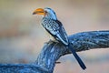 Southern Yellow-billed Hornbill, Tockus leucomelas. Etosha, Namibia, Africa. Detail portrait of bird with big yellow bill.