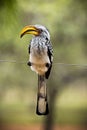 The Southern Yellow-billed Hornbill