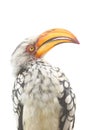 The southern yellow-billed hornbill Tockus leucomelas .Isolated portrait Royalty Free Stock Photo