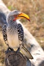 Southern Yellow-billed Hornbill (Tockus leucomelas)