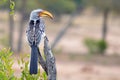 Southern Yellow-billed Hornbill (Tockus leucomelas) Royalty Free Stock Photo