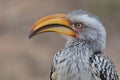 Southern Yellow-billed Hornbill (Tockus leucomelas) Royalty Free Stock Photo