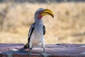 Southern yellow-billed hornbill (Tockus leucomelas) Royalty Free Stock Photo