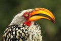 Southern Yellow-billed Hornbill Tockus leucomelas portrait. Royalty Free Stock Photo