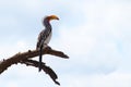 A southern yellow-billed hornbill on a tree in Kruger National Park, South Africa. Royalty Free Stock Photo