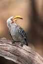 The southern yellow-billed hornbill Tockus leucomelas sitting on the branch.Hornbill with a yellow beak, flying banana, sitting Royalty Free Stock Photo