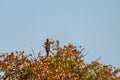 Southern Yellow-billed Hornbill in a tree Royalty Free Stock Photo