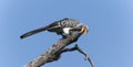 A Southern Yellow-billed Hornbill, Tockus leucomelas, sitting on the top of a tree branch in South Africa Royalty Free Stock Photo