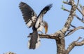 A Southern Yellow-billed Hornbill, Tockus leucomelas, sitting on the top of a tree branch in South Africa Royalty Free Stock Photo