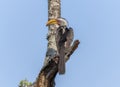 A Southern Yellow-billed Hornbill, Tockus leucomelas, sitting on the top of a tree branch in South Africa Royalty Free Stock Photo