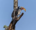 A Southern Yellow-billed Hornbill, Tockus leucomelas, sitting on the top of a tree branch in South Africa Royalty Free Stock Photo