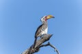 A Southern Yellow-billed Hornbill, Tockus leucomelas, sitting on the top of a tree branch in South Africa Royalty Free Stock Photo