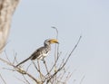 Southern yellow-billed hornbill (Tockus leucomelas) Royalty Free Stock Photo