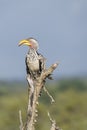 Southern Yellow-billed Hornbill on whitered branch at Kruger park, South Africa