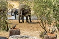 Southern yellow-billed hornbills and elephants