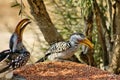 Southern yellow-billed hornbills at a feeder