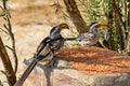 Southern yellow-billed hornbills at a feeder