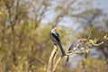 Southern yellow-billed hornbills on a tree