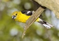 Southern Yellow Grosbeak Royalty Free Stock Photo