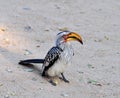 Southern Yellowbilled Hornbill Royalty Free Stock Photo