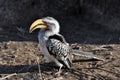 Southern Yellowbilled Hornbill Royalty Free Stock Photo