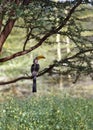 Southern Yellowbilled Hornbill Royalty Free Stock Photo