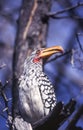 Southern Yellowbilled Hornbill Royalty Free Stock Photo