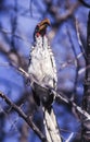 Southern Yellowbilled Hornbill Royalty Free Stock Photo