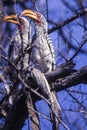 Southern Yellowbilled Hornbill Royalty Free Stock Photo