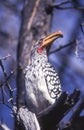 Southern Yellowbilled Hornbill Royalty Free Stock Photo