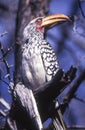 Southern Yellowbilled Hornbill Royalty Free Stock Photo