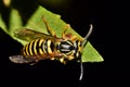 Southern Yellowjacket (Vespula squamosa) wasp at night on a leaf. Royalty Free Stock Photo