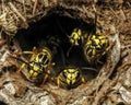 Southern Yellowjacket (Vespula squamosa) guarding nest hole entrance in lawn Royalty Free Stock Photo